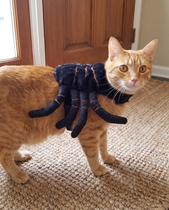 Spider legs · on the rug by the door