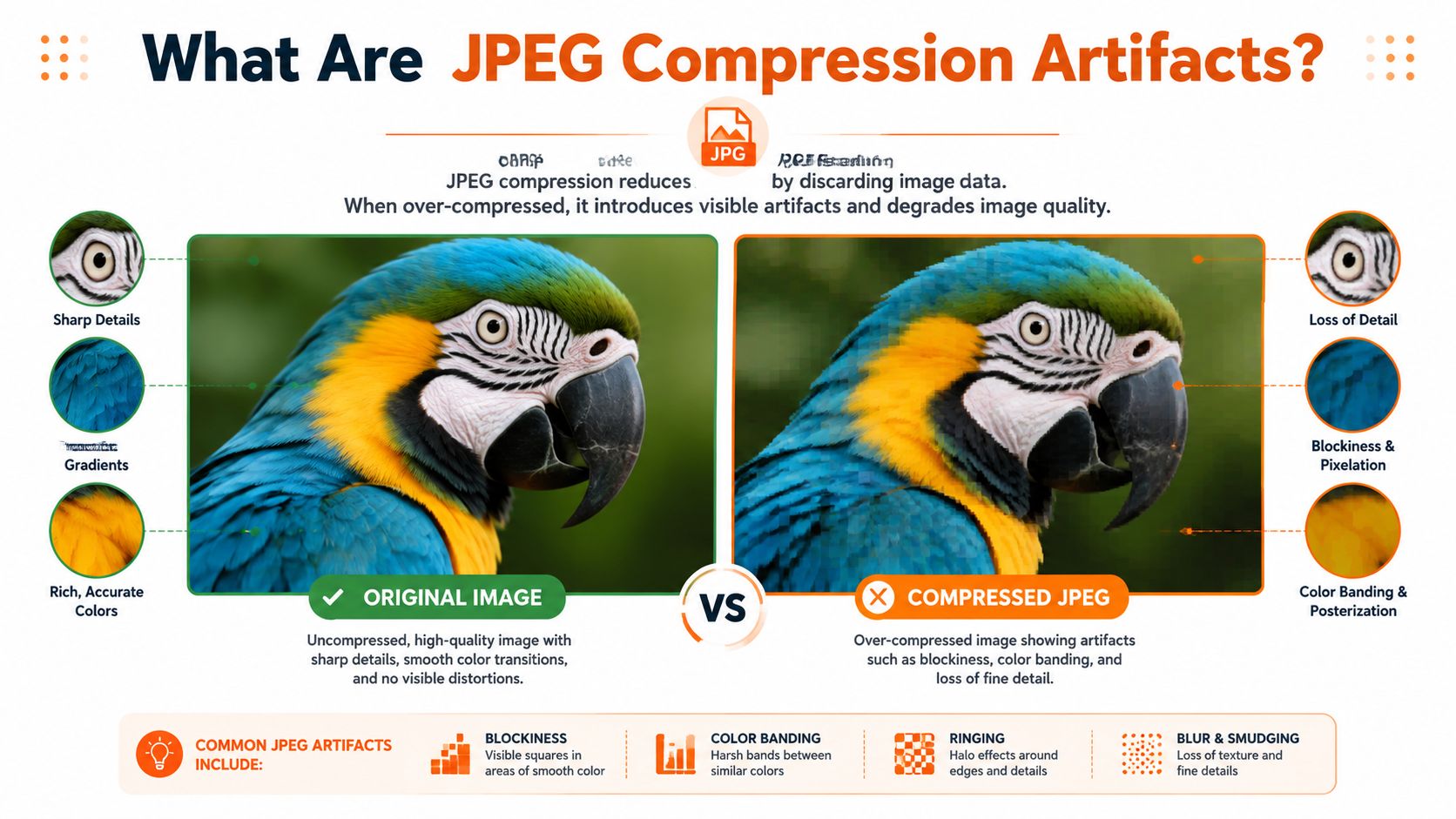 A comparison infographic showing an original high-quality parrot image versus a pixelated compressed JPEG version.
